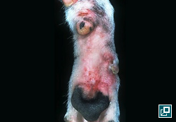 atopic dermatitis in dogs atopic dermatitis canine zoetis ca atopic dermatitis in dogs atopic dermatitis canine zoetis ca