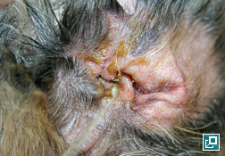 malassezia dog treatment