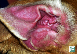 Photo of allergic otitis externa: marked erythema of concave pinna in a dog with CARF