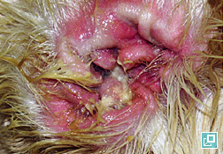 Photo of Purulent otitis externa