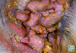 Photo of proliferative chronic pathologic changes of the ear canal and concave pinna in a dog.