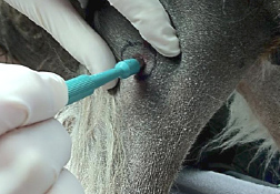 dog biopsy