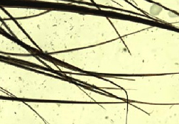 Trichogram | Zoetis CA Trichogram | Zoetis CA