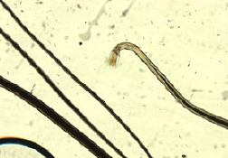 Trichogram | Zoetis CA Trichogram | Zoetis CA