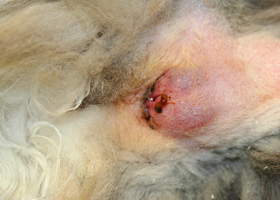 Photo of abscess