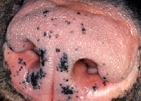 Photo of depigmentation