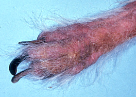 Photo of onychodystrophie