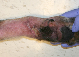 Photo of telangiectasia