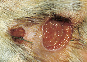Photo of ulcer