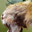 Atopic dermatits on dog's snout